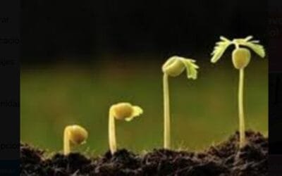 Crece vertiginosamente el mercado mundial de semillas genéticamente modificadas.