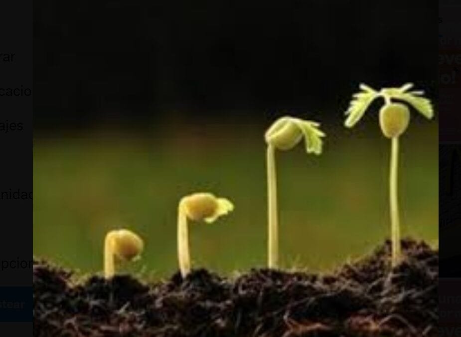 Crece vertiginosamente el mercado mundial de semillas genéticamente modificadas.