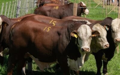 Hoy se venden los Braford y Brangus de Berachí.