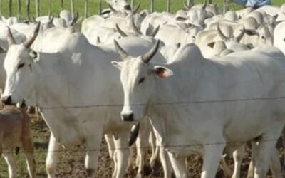 Bolivia. El ganado vacuno pierde peso por falta de forraje y ganaderos se ven obligados a vender.