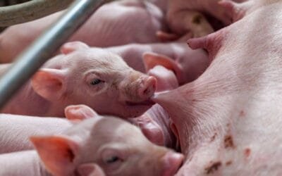 Cerdos. La UE quiere estabilizar la producción, mientras Brasil se consolida entre los líderes mundiales de exportación.