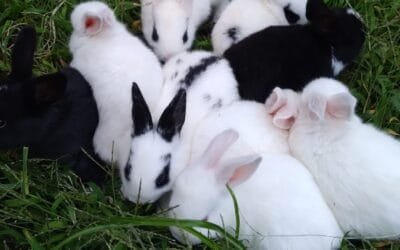 Precios de animales de granja.