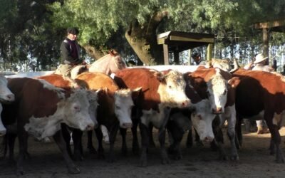 Firme y al alza los valores en el local Cuchilla de Silvera.