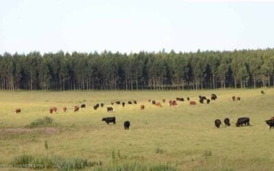 Para compensar las emisiones, un establecimiento ganadero debe forestar entre 1,6% y 10,1% del área.