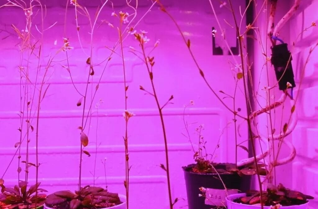 Descubren una enzima clave para la germinación de las semillas.