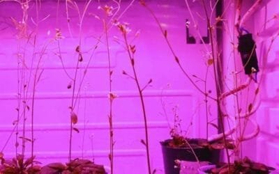 Descubren una enzima clave para la germinación de las semillas.