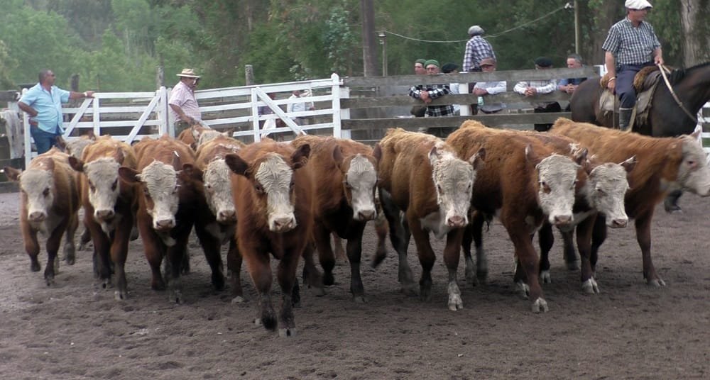 Con Montero & Fernández, Campanero mantuvo la firmeza para la reposición.