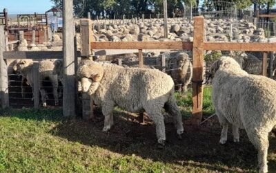 El promedio de la lana en Australia volvió a bajar.