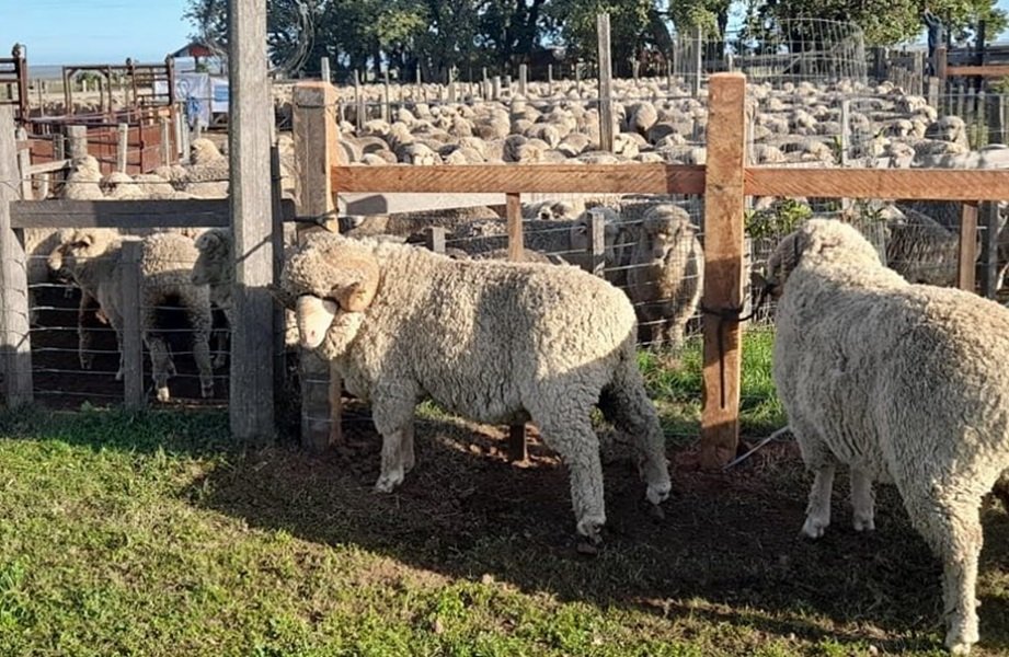 The wool average in Australia fell again.