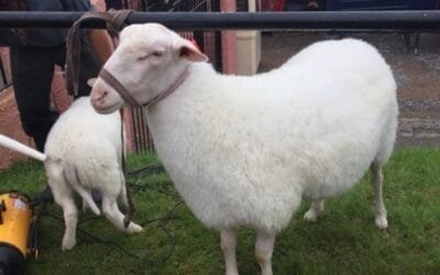 En noviembre: curso sobre leche en pequeños rumiantes.