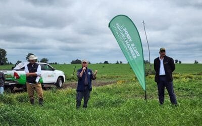 Festuca Aprilia: lo último en mejoramiento genético mundial en pasturas.