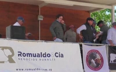 Santa Clara vendió muy buenos Hereford y Angus, con el martillo de Romualdo & Cía.