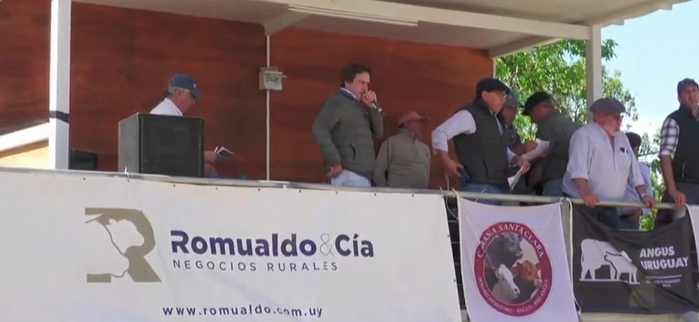 Santa Clara vendió muy buenos Hereford y Angus, con el martillo de Romualdo & Cía.