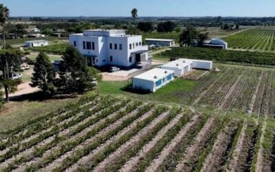 Nueva tecnicatura de la Escuela de Vitivinicultura de UTU: Gestión de vinos y aceite de oliva