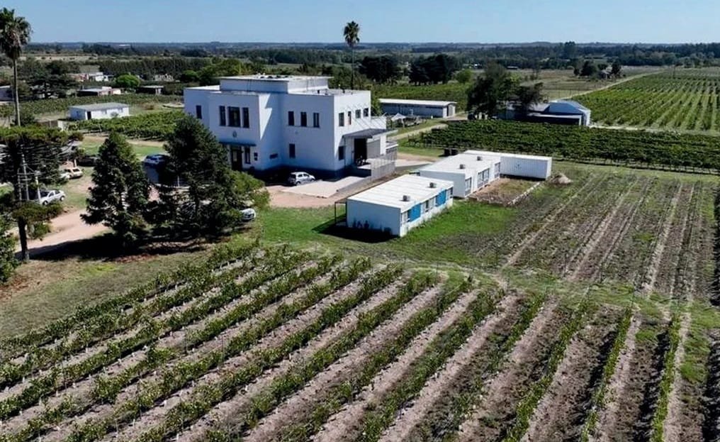 Nueva tecnicatura de la Escuela de Vitivinicultura de UTU: Gestión de vinos y aceite de oliva