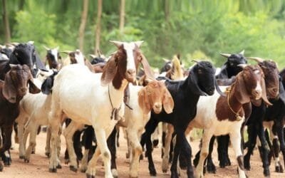 Brasil exporta cabras y ovejas vivas al Sultanato de Omán.