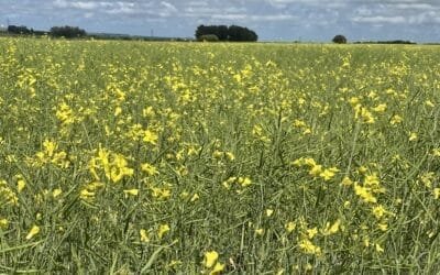 Día de campo de Louis Dreyfus Company revela cultivo de camelina, sembrado por primera vez en Uruguay