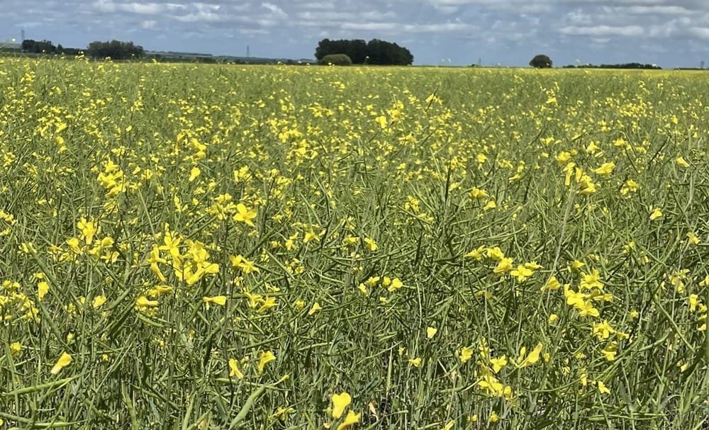Día de campo de Louis Dreyfus Company revela cultivo de camelina, sembrado por primera vez en Uruguay