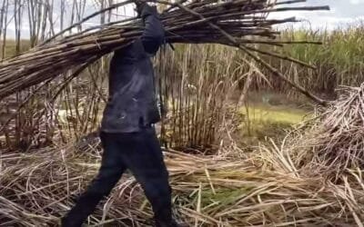 Cenizas de bagazo de caña de azúcar en la pavimentación: una solución sostenible.