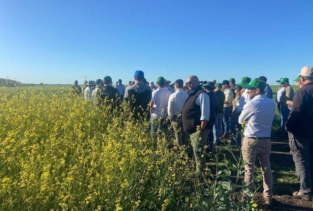 ALUR recibió la gira regional de productores brasileros de canola.