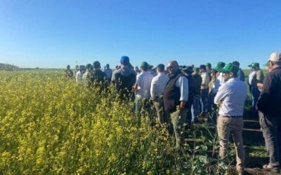 ALUR recibió la gira regional de productores brasileros de canola.