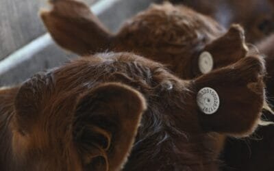 En 2025 Argentina incorporará gradualmente el Sistema Nacional de Trazabilidad Electrónica Individual.