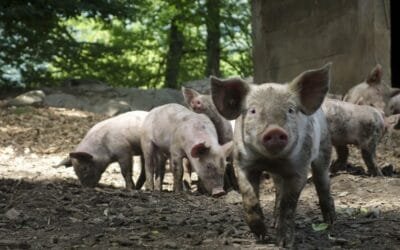 Foco de peste porcina en España pudo generarse “en un bocadillo”, dijo el ministro.