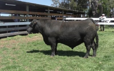 Expo Campanero 2024. Santa Lucía arrasó con todos los premios en la pista Angus.