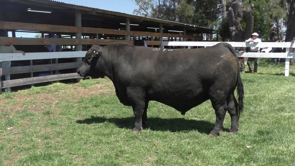 Expo Campanero 2024. Santa Lucía arrasó con todos los premios en la pista Angus.