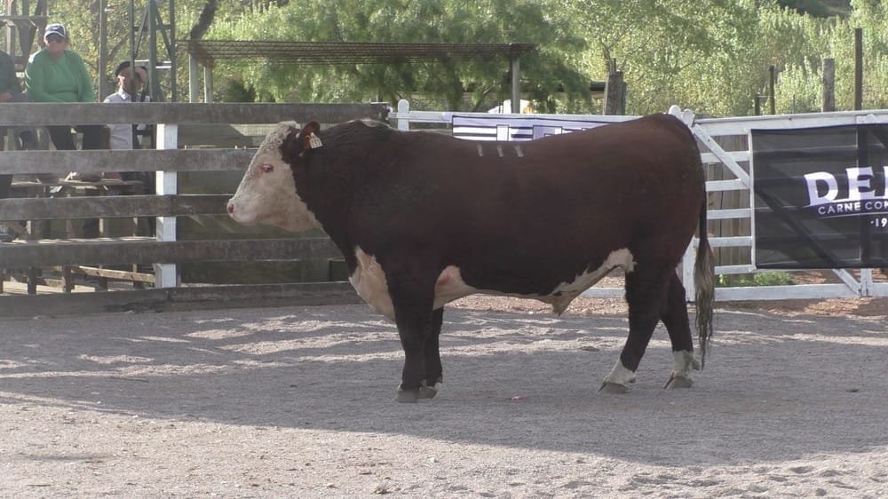 Expo Campanero 2024. Triunfo de Doña Elisa en una competitiva pista Hereford.