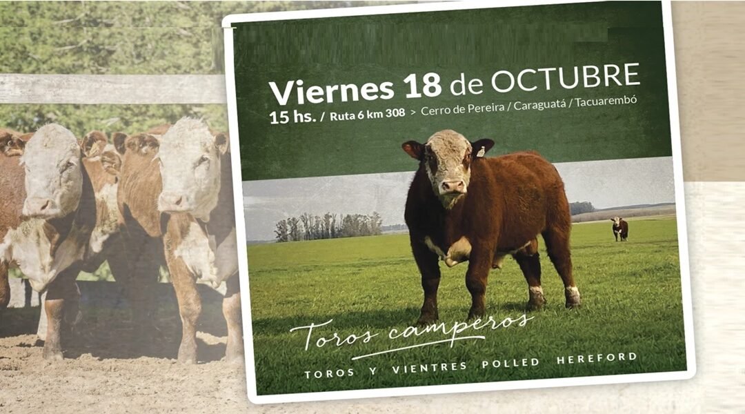 Hoy Valdez remata los Polled Hereford de El Tala.