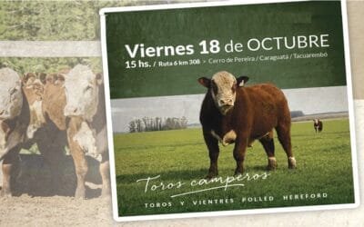 Hoy Valdez remata los Polled Hereford de El Tala.