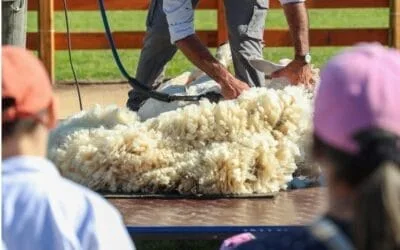 Mercado local de lanas: firmeza en los lotes finos y selectividad en las operaciones.