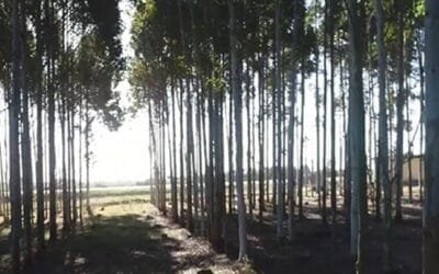 Del 9 al 12 será la Feria Forestal Uruforest.