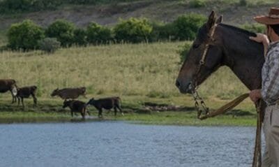 En noviembre Uruguay recibirá la conferencia internacional sobre ganadería sostenible.