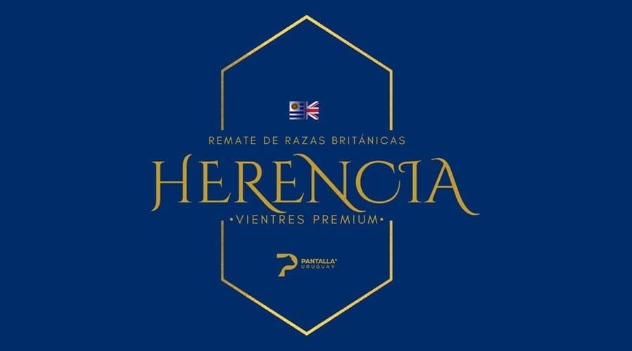 Remate exclusivo vientres premium Angus y Hereford de Pantalla Uruguay.