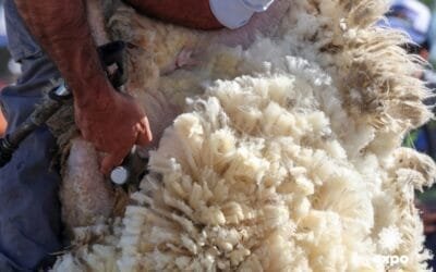 Del 4 al 7 de octubre se realiza la 73ª Expo Rocha.