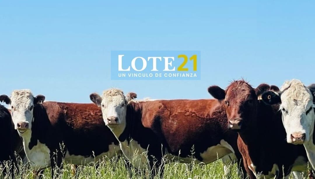 Desde Punta del Este, Lote 21 vendió el 93% de la oferta.