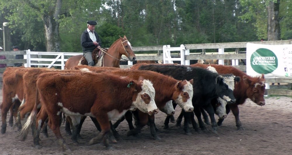 Con agilidad, Montero & Fernández colocó surtida oferta en el Campanero.