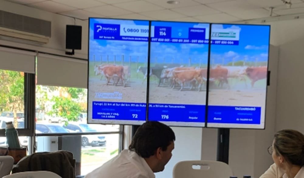 Hoy y mañana Pantalla Uruguay remata 14.000 vacunos y 600 ovinos.