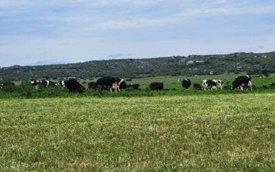 Jornada forrajera de Procampo: “Más sencillo, más eficiente”.