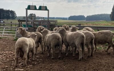 Tercera prueba de eficiencia Corriedale. En promedio, la ganancia de peso vivo de los últimos 35 días, fue 294 gramos/día
