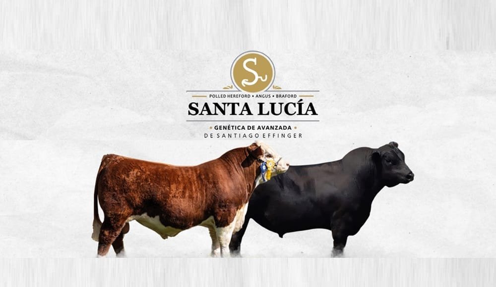 Hoy se venden los toros de Santa Lucía, en el remate anual 12º.  