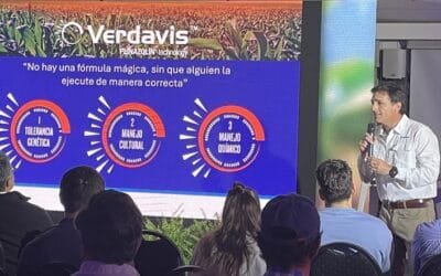 Syngenta lanza una solución para el control de chicharrita en el cultivo de maíz.