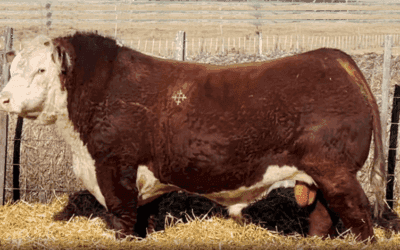 Rematazo de Valdez con toros de La Elisa, ventas totales y excelentes valores.