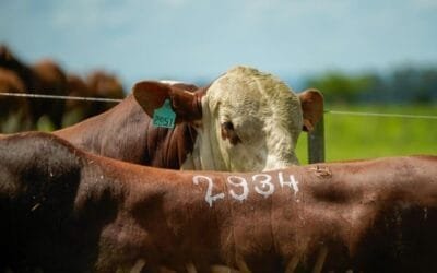 Con Valdez, los toros de Berachí promediaron en US$ 3.475.
