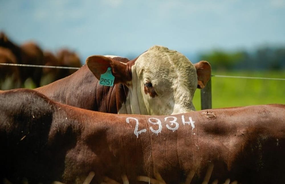 “El mal uso de los antimicrobianos en animales también pone en riesgo la salud humana”, advirtió Marcelo Rodríguez.