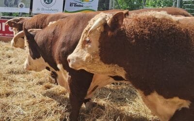 Se aproxima el fin de “una zafra curiosa”.