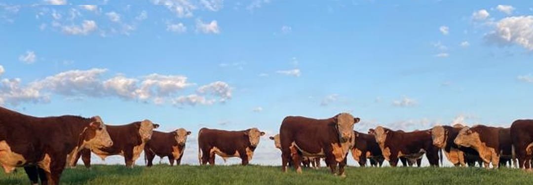 Jaso & Jaso con Dutra Ltda. rematan hoy la genética Doña Elisa.