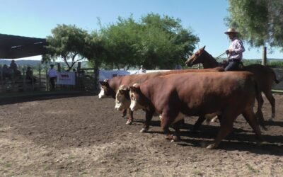 Balance de la zafra de reproductores vacunos en Lavalleja